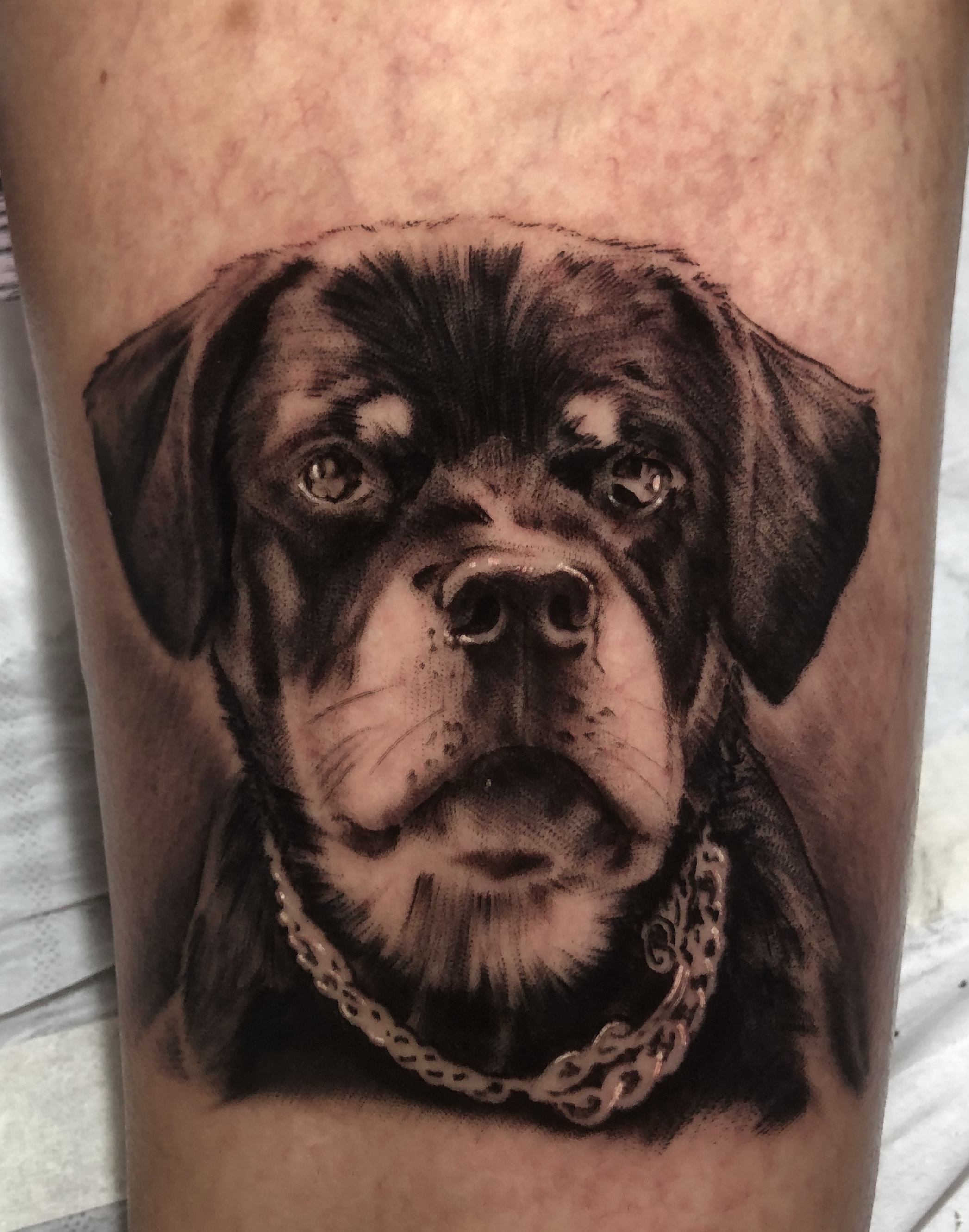 Rotwiller tattoo