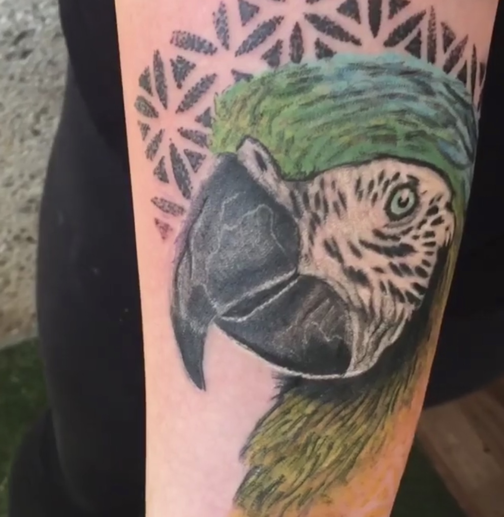 Paco el loro 🦜