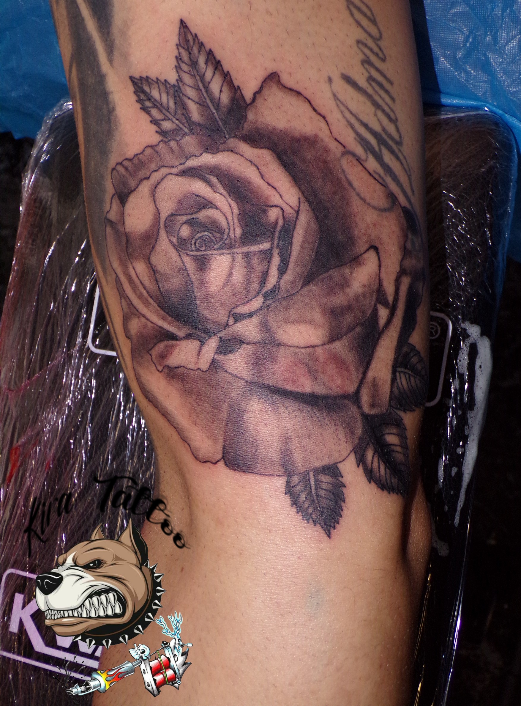 Rosa